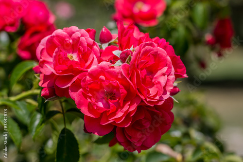 Les rosiers en fleurs