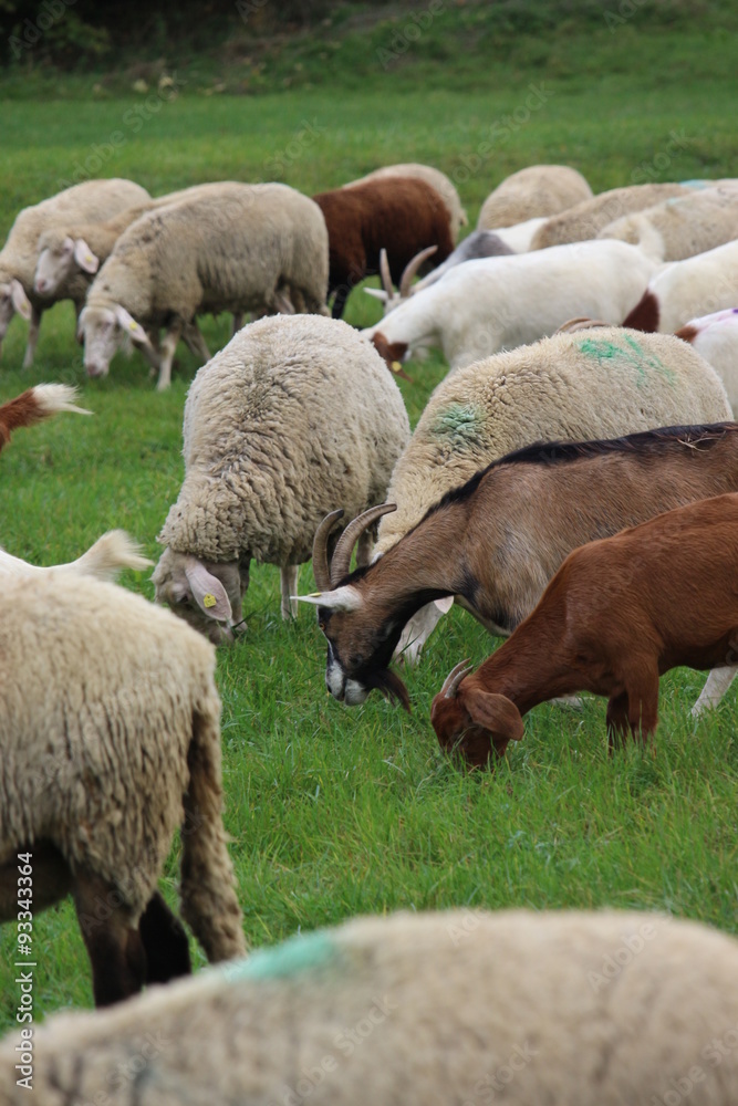 Schafherde auf der Weide