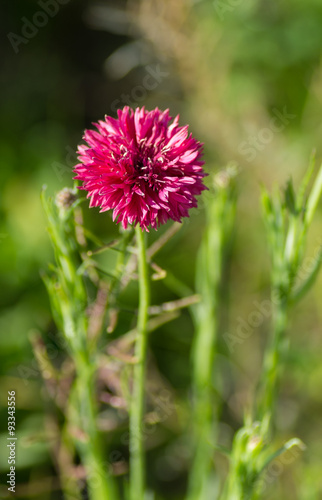 Bleuet rose