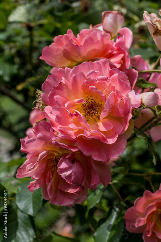 Le rosier en fleurs