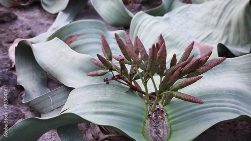 Welwitschia mirabilis detail photo