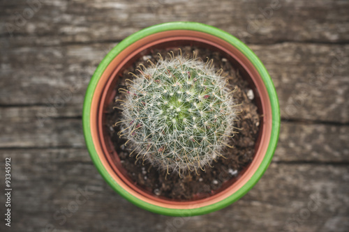 small cactus growing in a pot photo