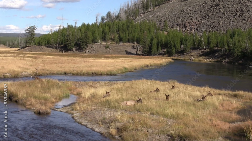 Bedded Elk Herd In Yellowstone National Park Bedded Elk Herd In Yellowstone National Park