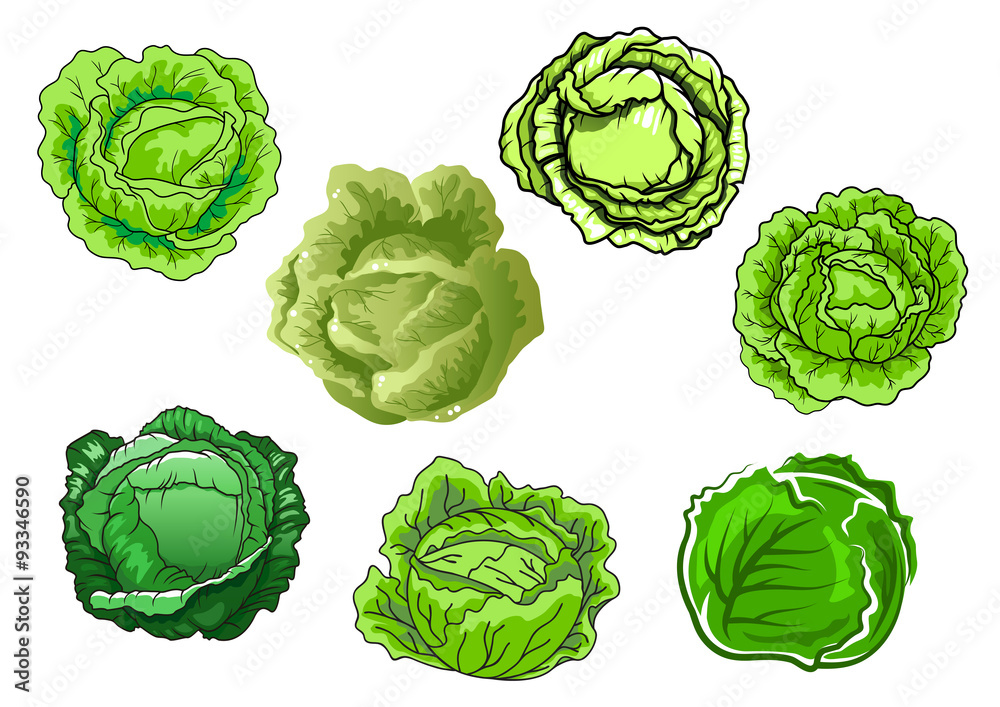 Fresh isolated green cabbage vegetables Fresh isolated green cabbage vegetables
