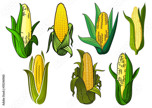 Isolated weet corn cobs vegetables