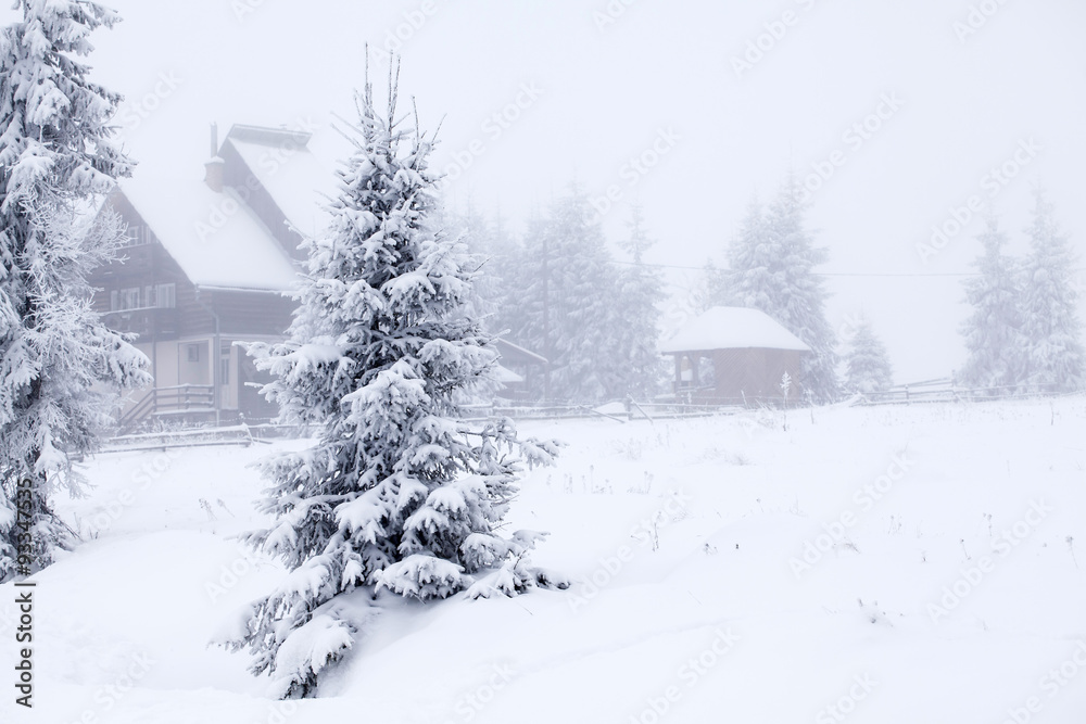 Fototapeta premium Foggy winter landscape with firs
