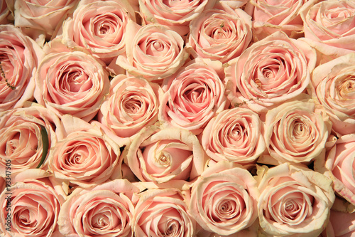 Fototapeta Naklejka Na Ścianę i Meble -  Pink wedding roses