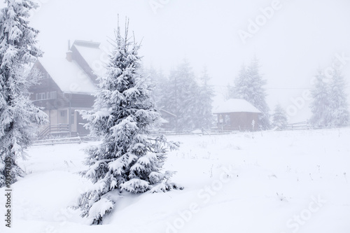 Foggy winter landscape with firs