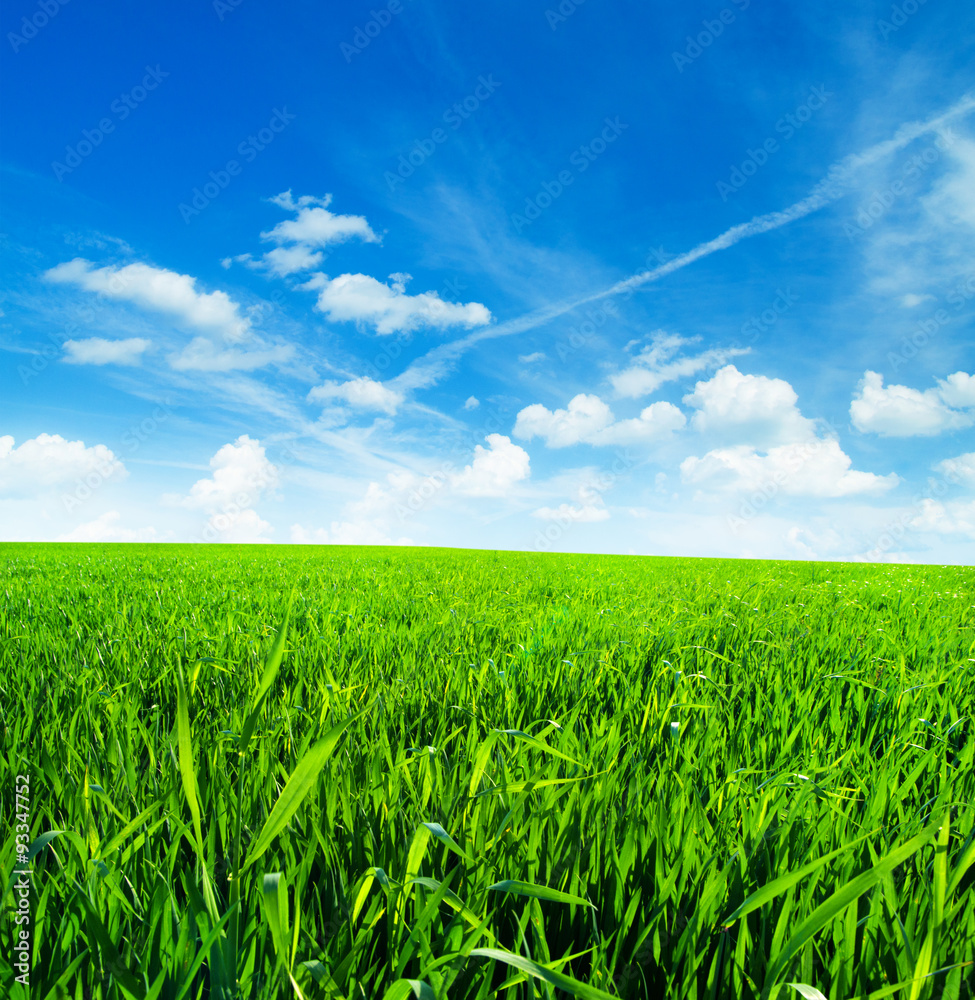 Obraz premium Meadow