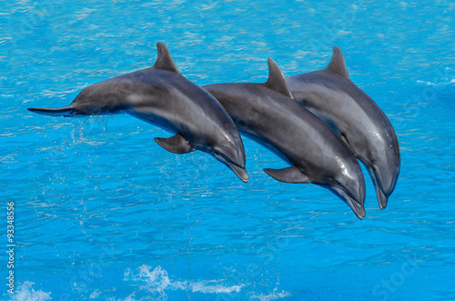 Three dolphins during a jump ( flight),