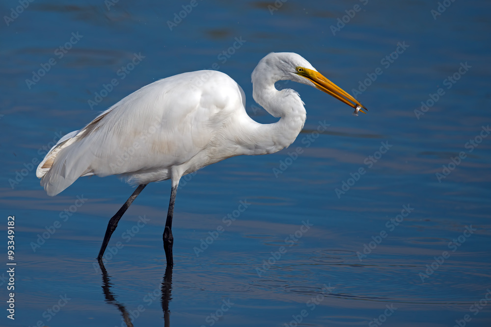 Naklejka premium Great Egret with Fish