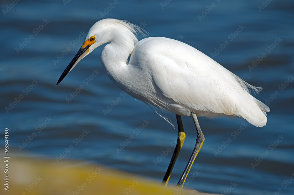 Obraz premium Snowy Egret