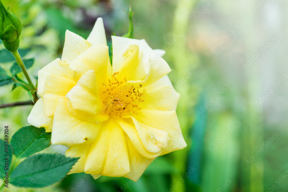 Obraz premium blossom yellow roses in the garden