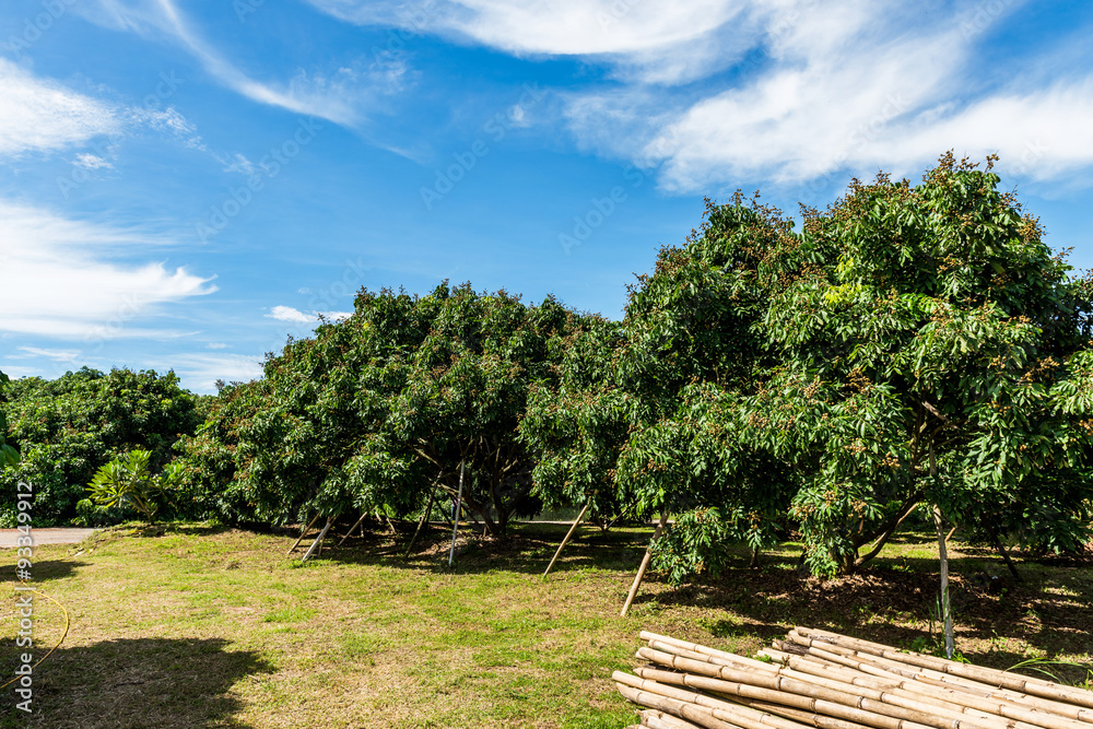 longan trees on the background of blue sky longan trees on the background of blue sky