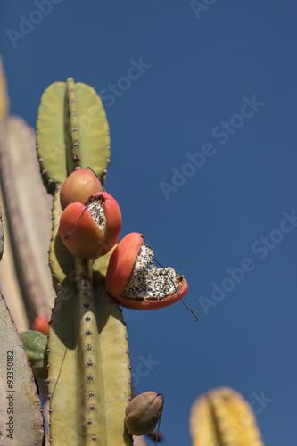 Peruvian apple cactus, Cereus repandus, bears fruit in summer photo