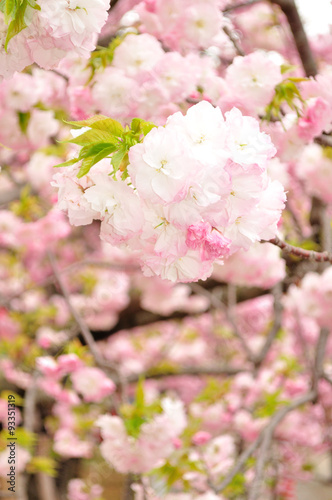 満開の八重桜 © shiryu01