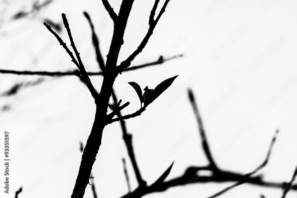 Obraz premium Tree branches silhouette