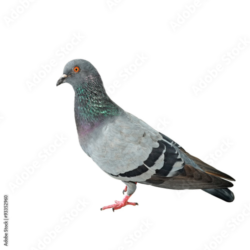 pigeon  isolated on white