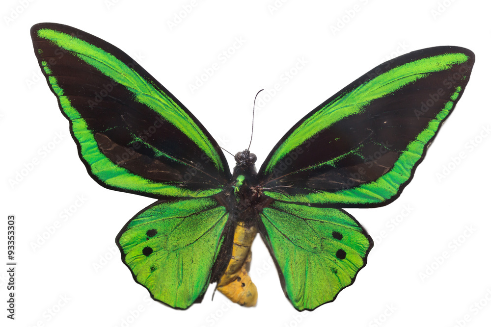 Obraz premium Colorful butterfly isolate on white 