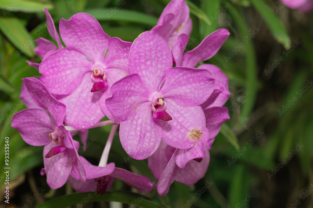 beautiful Orchid flowers in garden

