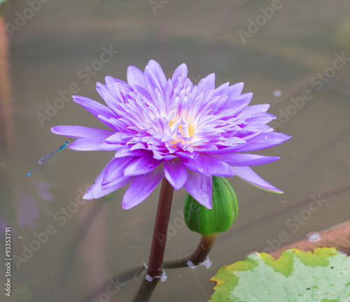 Violet lotus flowers in the pool 