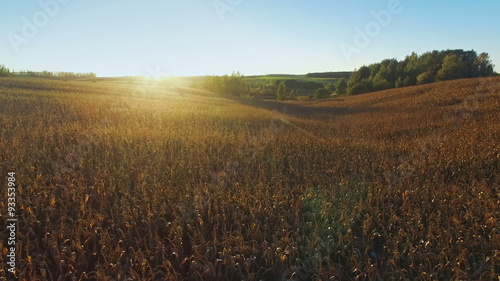 4K. Flight and takeoff above corn field at golden sunset, aerial panoramic view.