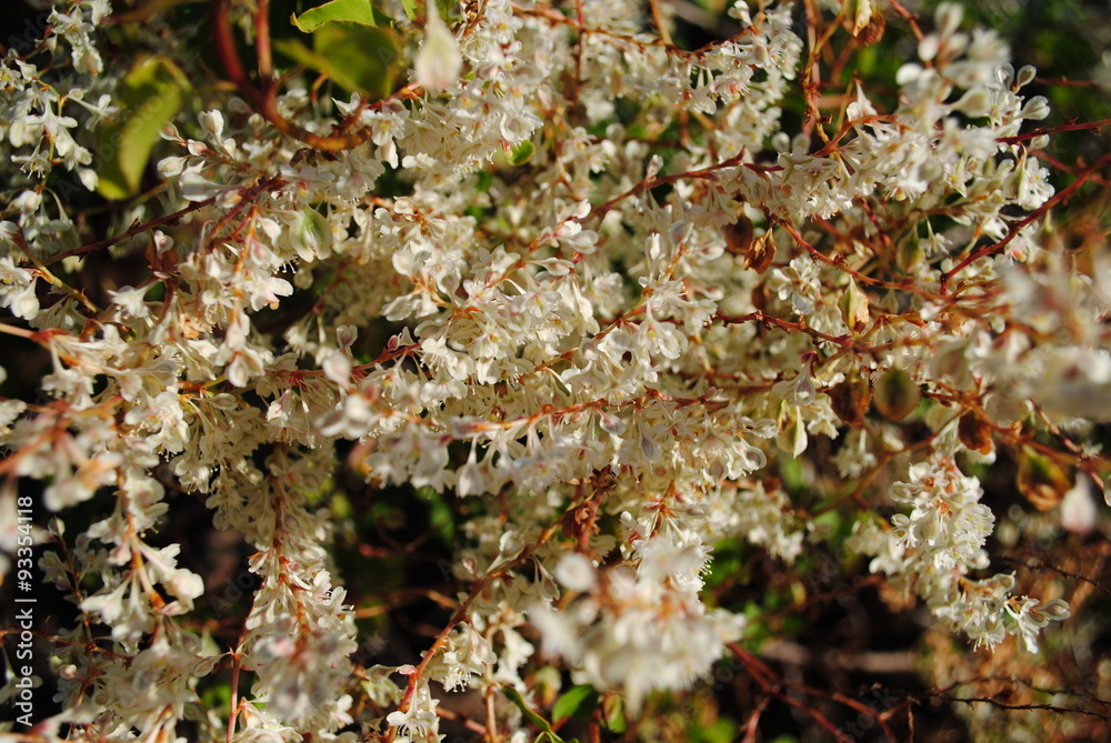 Blüten am Baum