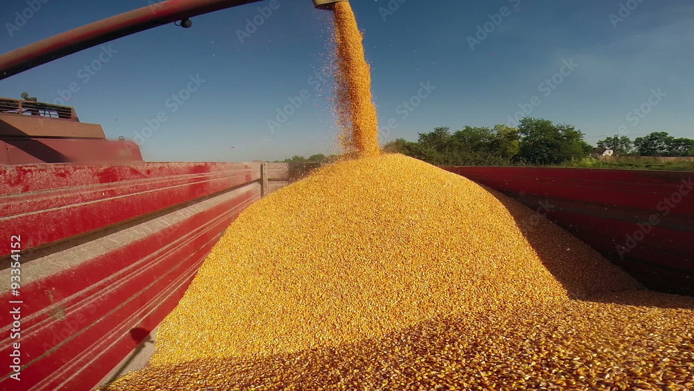 Combine Harvester Pours Maize Seeds After Harvest.Maize grains freshly harvested and unloaded to transport trailer. HD1080p.