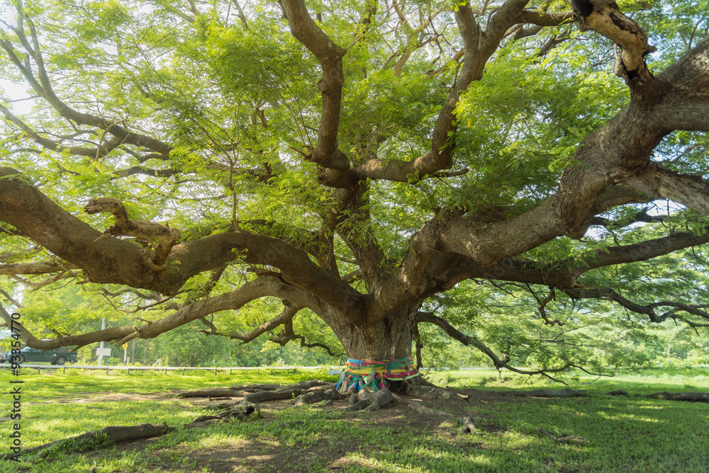 Beautiful large tree with multi colour ropes around the root Beautiful large tree with multi colour ropes around the root