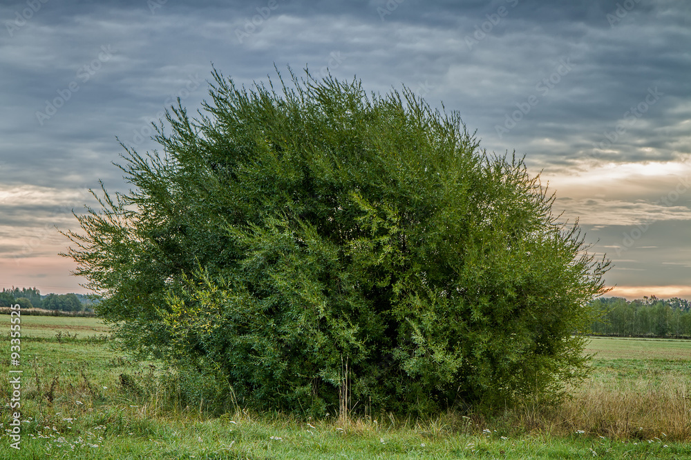 bush in evening