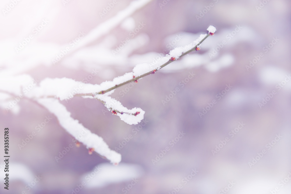 Naklejka premium 木の枝雪 梅 紅梅