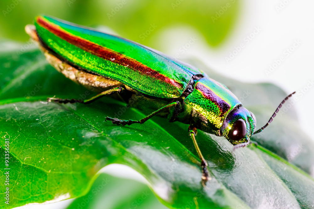 Jewel beetle, Metallic wood-boring beetle, Buprestid. Jewel beetle, Metallic wood-boring beetle, Buprestid.