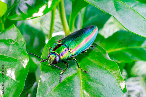 Jewel beetle, Metallic wood-boring beetle, Buprestid.