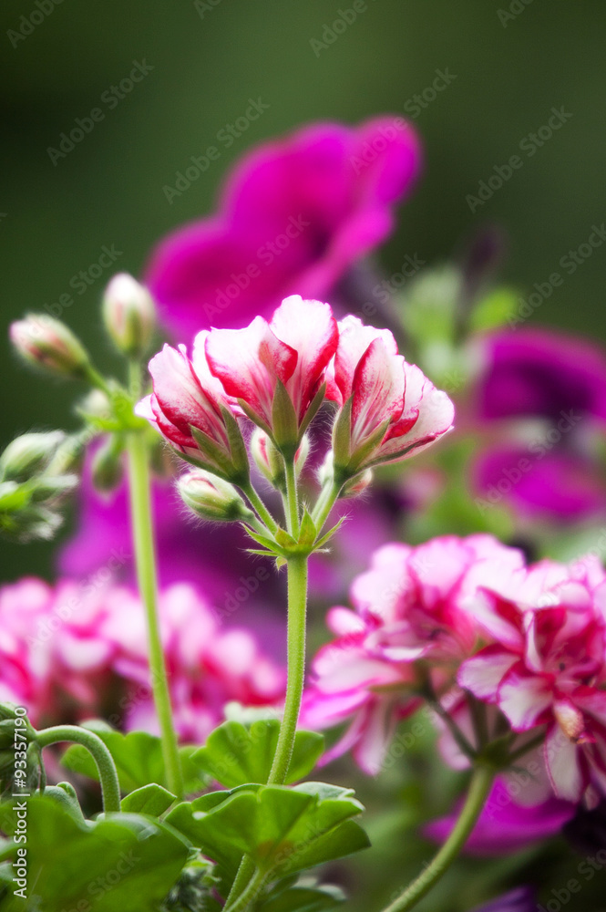 Fototapeta premium mehrfarbige Geranien