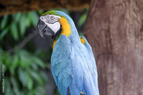 Cute macaw parrot on the perch