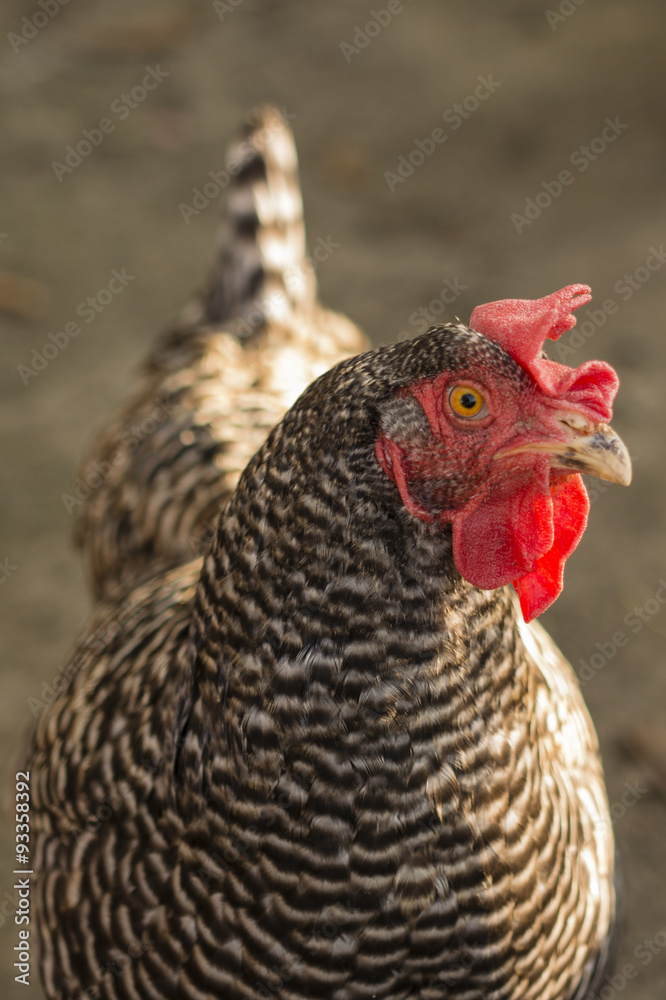 homemade black and white speckled hen