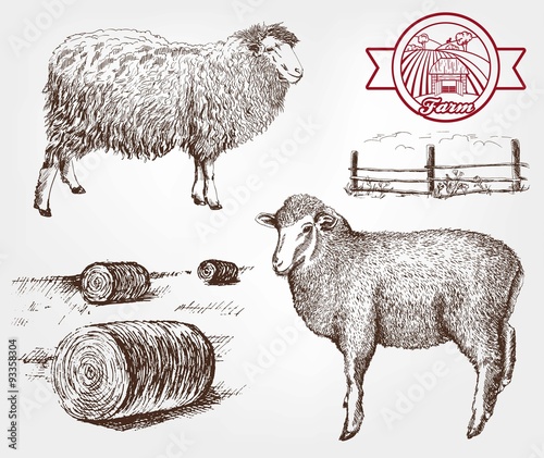 sheep breeding