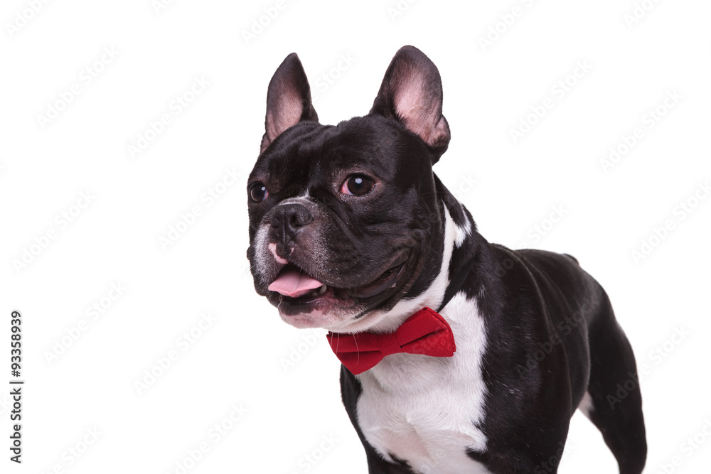 side of a panting french bulldog puppy wearing bow tie