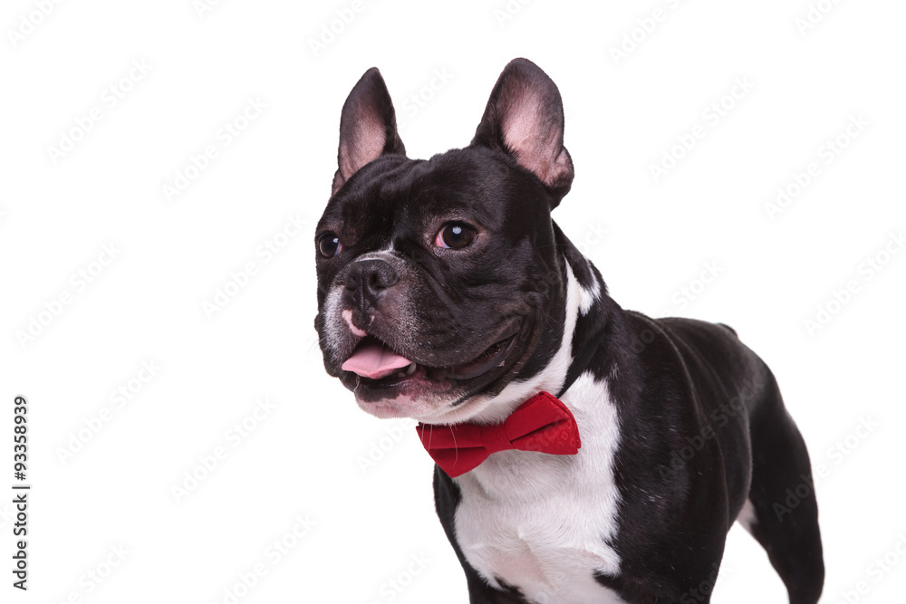 side of a panting french bulldog puppy wearing bow tie side of a panting french bulldog puppy wearing bow tie