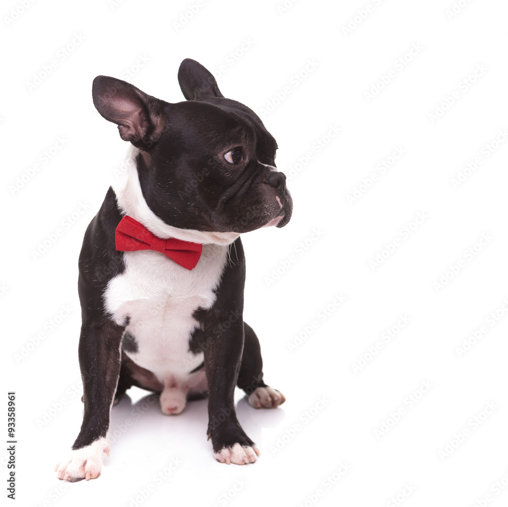 seated french bulldog wearing bow tie  looking to its side