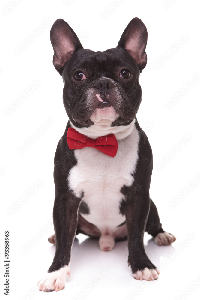 portrait of a cute french bulldog puppy wearing bow tie