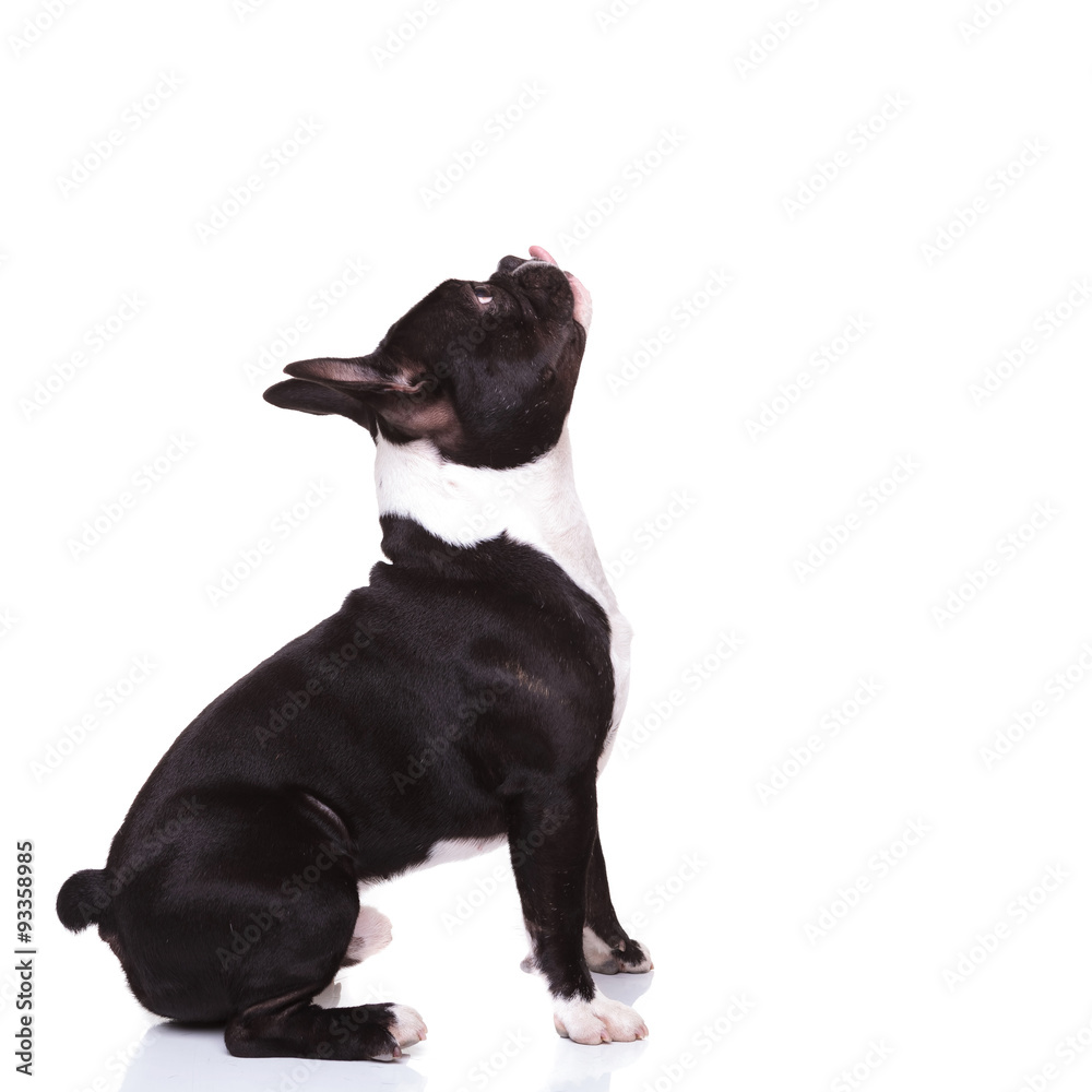 side of a french bulldog with tongue out looking up side of a french bulldog with tongue out looking up