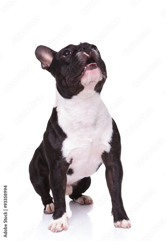seated curious french bulldog puppy dog looking up