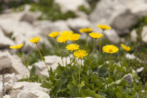 fiori di campo gialli tra le rocce photo