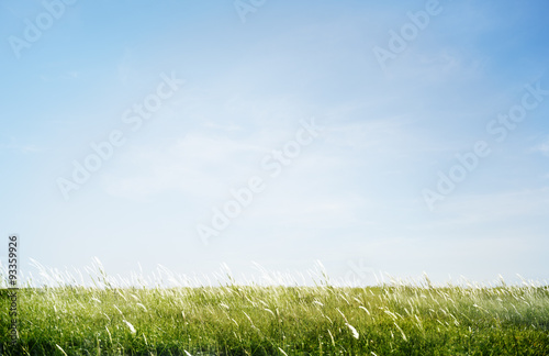 Fototapeta Naklejka Na Ścianę i Meble -  Green Grassy Park Field Outdoors Concept