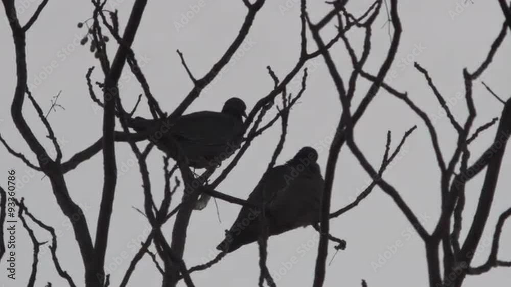Two birds fly away from a winter tree Two birds fly away from a winter tree