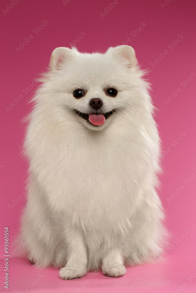 Portrait of Sitting Spitz Dog on Colored Background