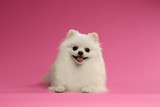 Closeup Portrait of White Spitz Dog on Colored Background