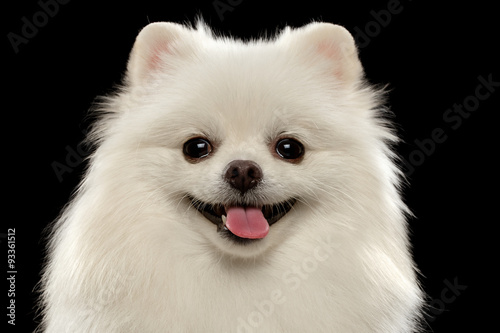 Closeup Portrait of  White Spitz Dog on Black photo