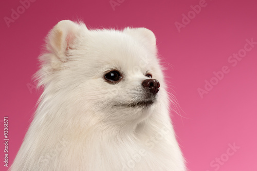 Closeup Portrait of White Spitz Dog on Colored Background © seregraff